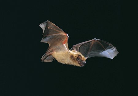 Breitflügelfledermaus im Flug